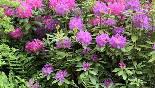 Rhododendron 