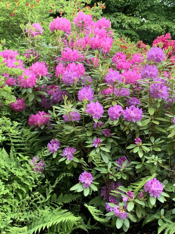 Rhododendron 