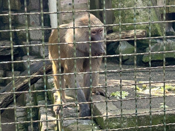 ein Affe hat sich auch blicken lassen..