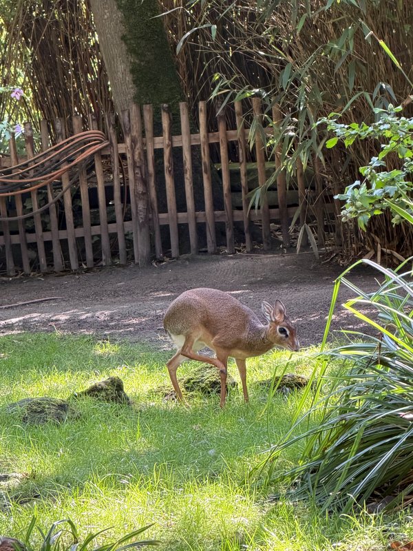 Ein Antilopenbaby 