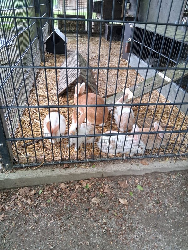 Tiergehege mit Hasen 